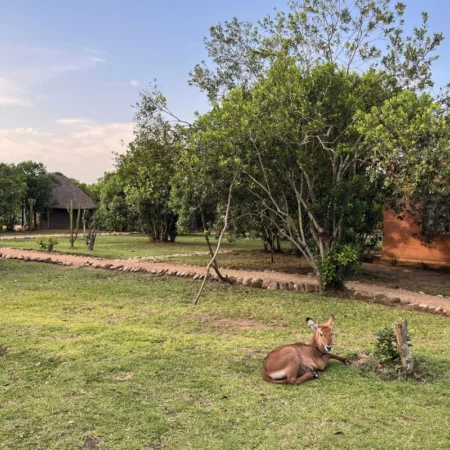 voyage immersif ouganda