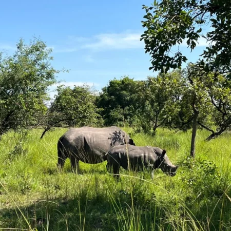 safari Ouganda