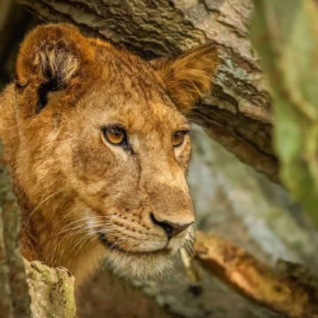 voyage immersif ouganda