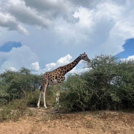 safari Ouganda