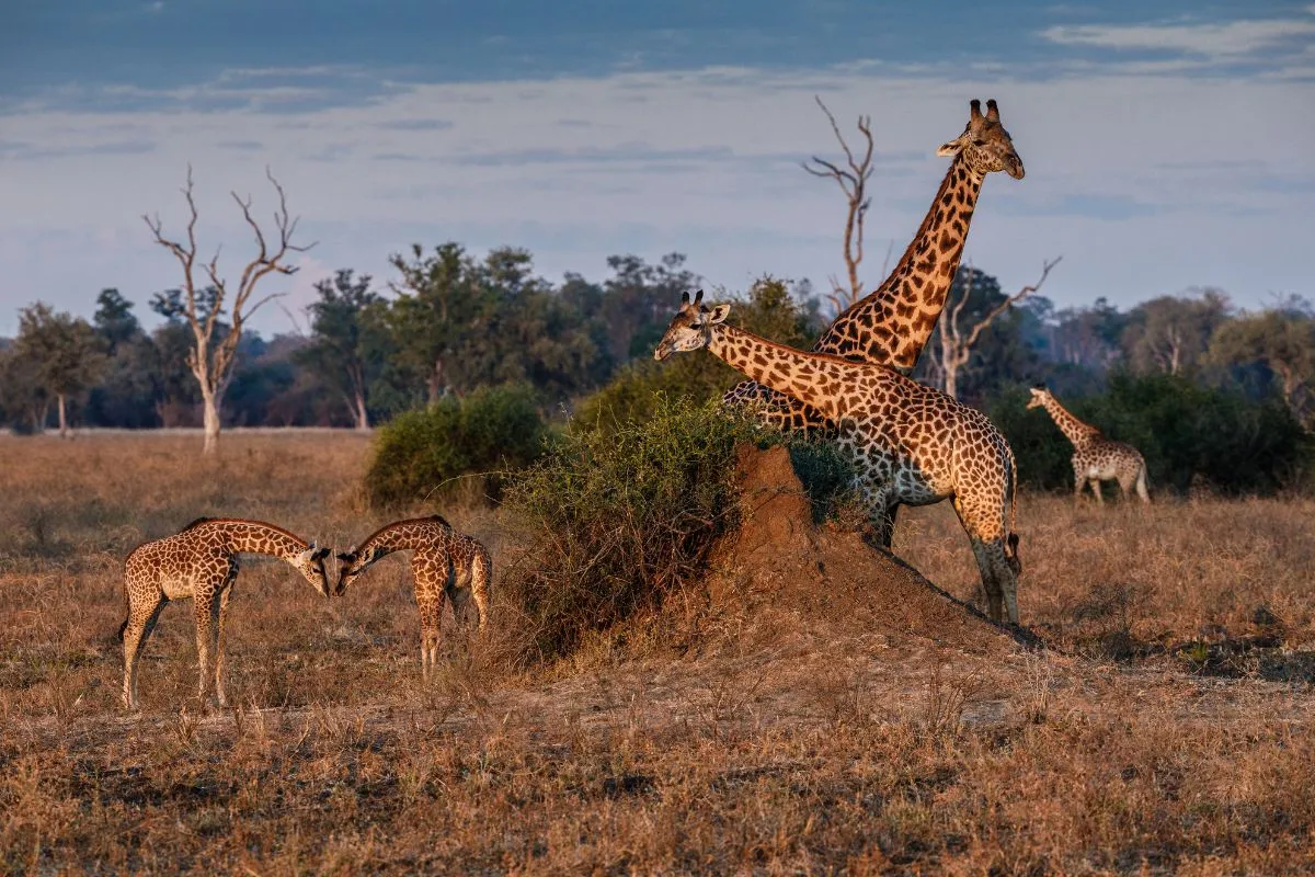 Voyage solidaire Zambie