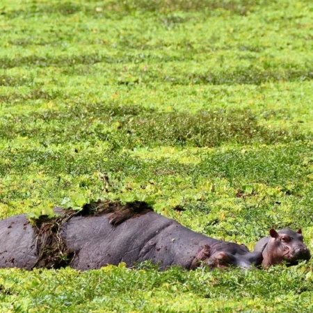 Voyage immersif zambie