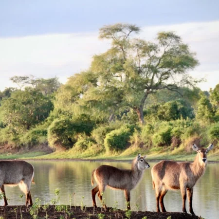 Voyage immersif zambie