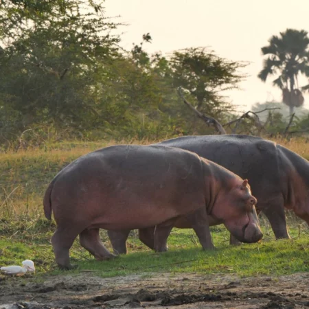 Voyage immersif malawi