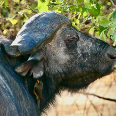 Voyage immersif zambie