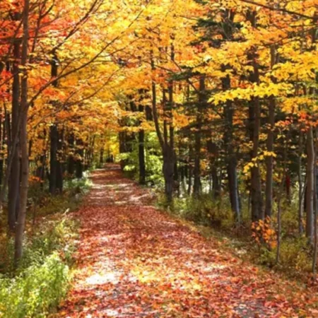 Retraite yoga Canada