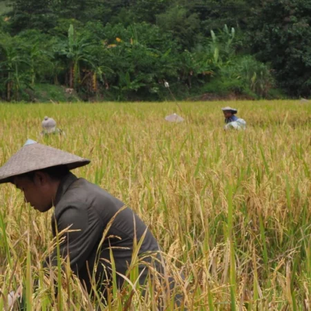 Voyage au Laos Muang La