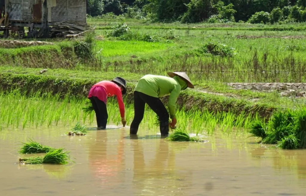 Voyage au Laos Nong Khiaw