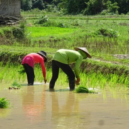 Voyage au Laos Nong Khiaw
